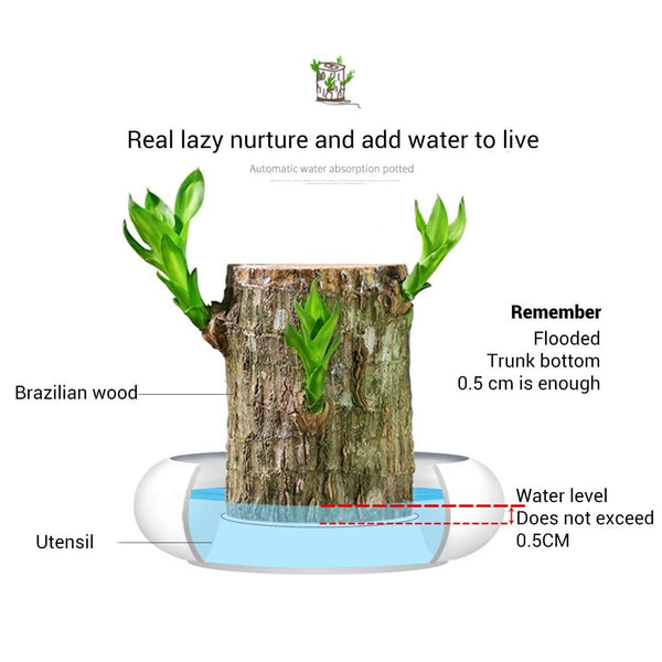 Mini Brazil Wood Hydroponic Plant
