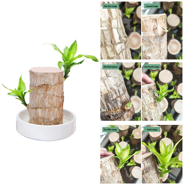 Mini Brazil Wood Hydroponic Plant